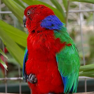 Kadavu shining parrot (Prosopeia splendens)
