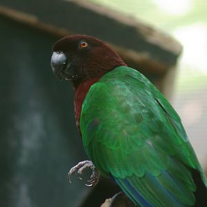 red shining parrot (Prosopeia tabuensis)