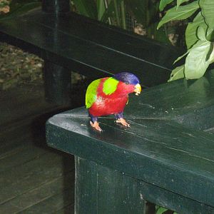 collared lory (Vini solitarius)