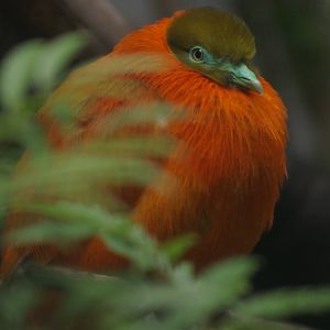 orange dove (Chrysoenas victor)