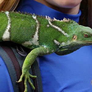crested iguana (Brachylophus vitiensis)