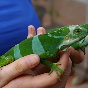 banded iguanas (Brachylophus fasciatus)