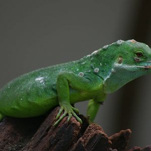 banded iguana (Brachylophus fasciatus)