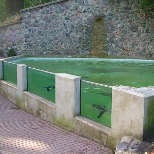 Zoo Schwerin - Penguin Pool