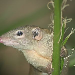 Chester Zoo by Becki Scott