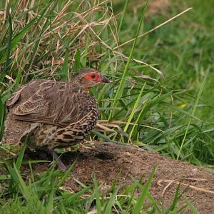 Yellow-necked francolin @ Prague zoo