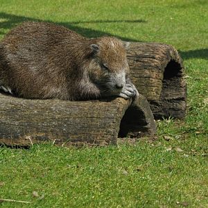 Cuban hutia @ Prague zoo