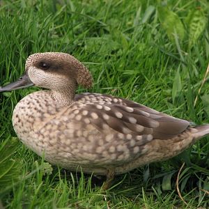 Marbel teal @ Prague zoo
