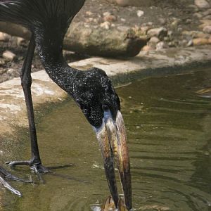 African open-billed stork @ Prague zoo