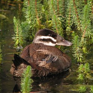 Ruddy duck @ Prague zoo