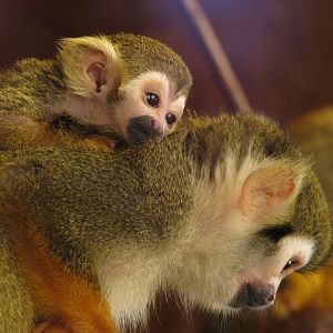 Common Squirrel Monkey @ Prague zoo