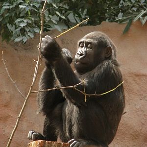 Lowland gorilla @ Prague zoo
