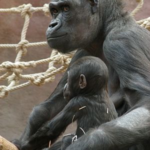 Lowland gorilla @ Prague zoo