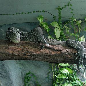 Crocodile monitor @ Prague zoo