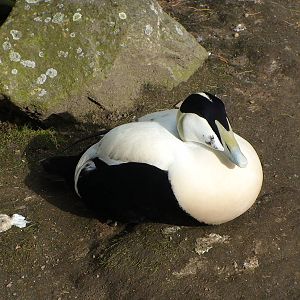 Common Eider