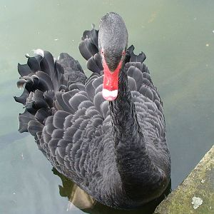 Black Swan