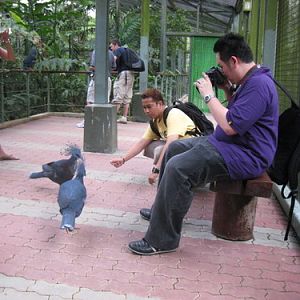 Royal Ramble, Jurong BirdPark