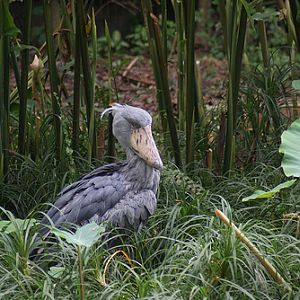 Shoebill, Jurong BirdPark