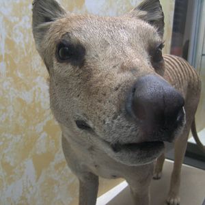 Thylacine