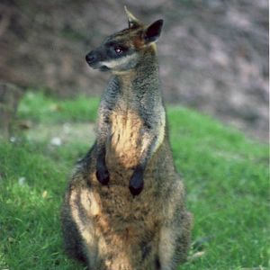 Swamp Wallaby South Lakes 15 July 2003