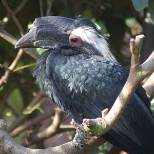 Malayan Black hornbill