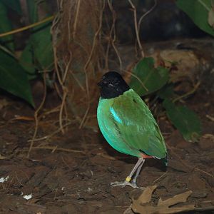 Hooded pitta