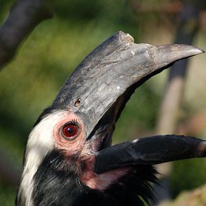 Malayan Black hornbill