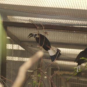 Hornbills (a bit stressed!)