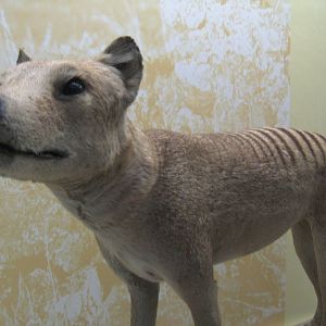 Thylacine 2