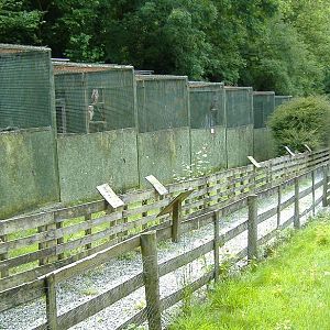 Bird of Prey aviaries at the Welsh Hawking Centre
