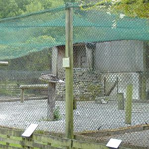 Big cat pens, Cardiff Zoo