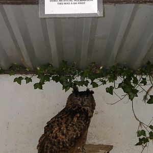 The wonders of artificial insemination...