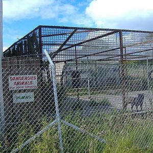 Puma cage at Causeway Safari Park, May 2007,