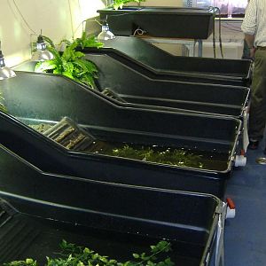 Chester, Summer 2007, off-show turtle tanks.