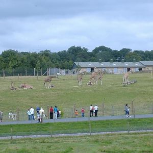 Giraffe Paddock at Marwell, Summer 2007
