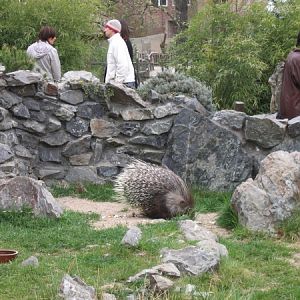 Indian Porcupine @ Prague zoo