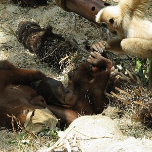 Orang-utan and Lar gibbon @ Prague zoo