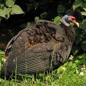 Crested Guineafowl @ Dvur Kralove