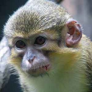 Gabon talapoin @ Prague zoo