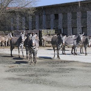 Grevy's zebra @ Dvur Kralove