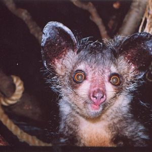 Jersey, Aye aye, 2002