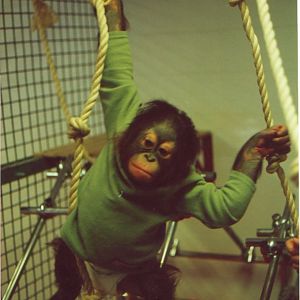 Beau, Twycross. c.2000