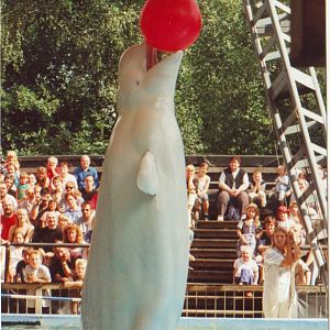 Beluga at Duisburg Zoo, 1998.