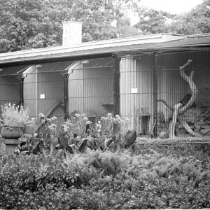 Wroclaw Zoo's big cat house, 1999.
