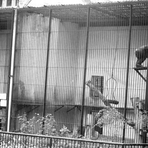 Wroclaw Zoo's chimpanzee cages on the end of the Monkey House, 1999.