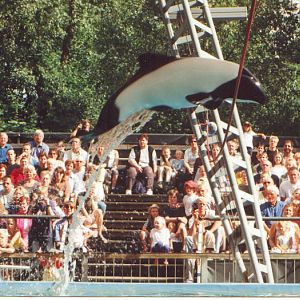 Commerson's Dolphin at Duisburg, 1998