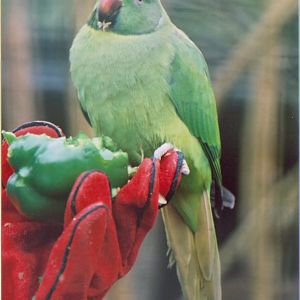 Echo Parakeet at Jersey, 2002