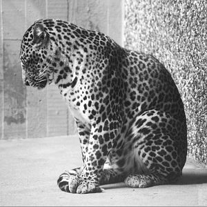 Panthera pardus melas, Wurpetal Zoo, 2000