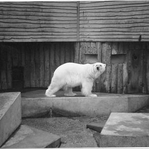 Polar Bear at Bremmerhaven 1998