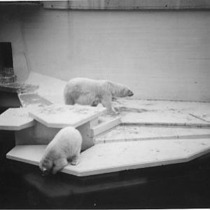 Polar Bears at Cologne in 1998